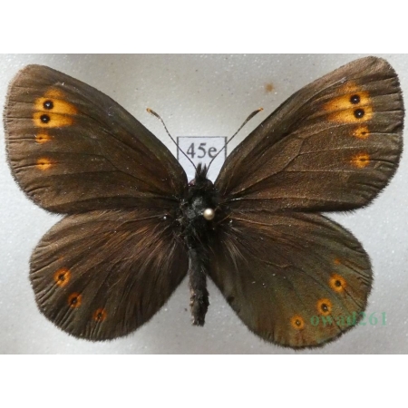 Erebia medusa (Denis & Schiffermüller, 1775) Górówka meduza Poland45e
